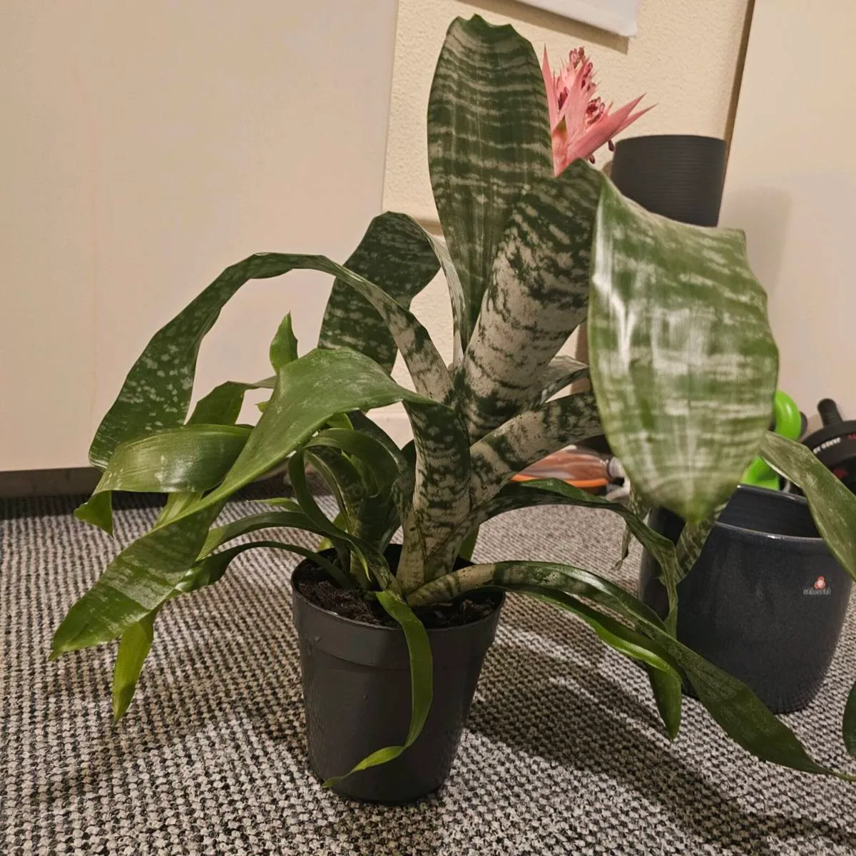 Indoor plant - Image 2