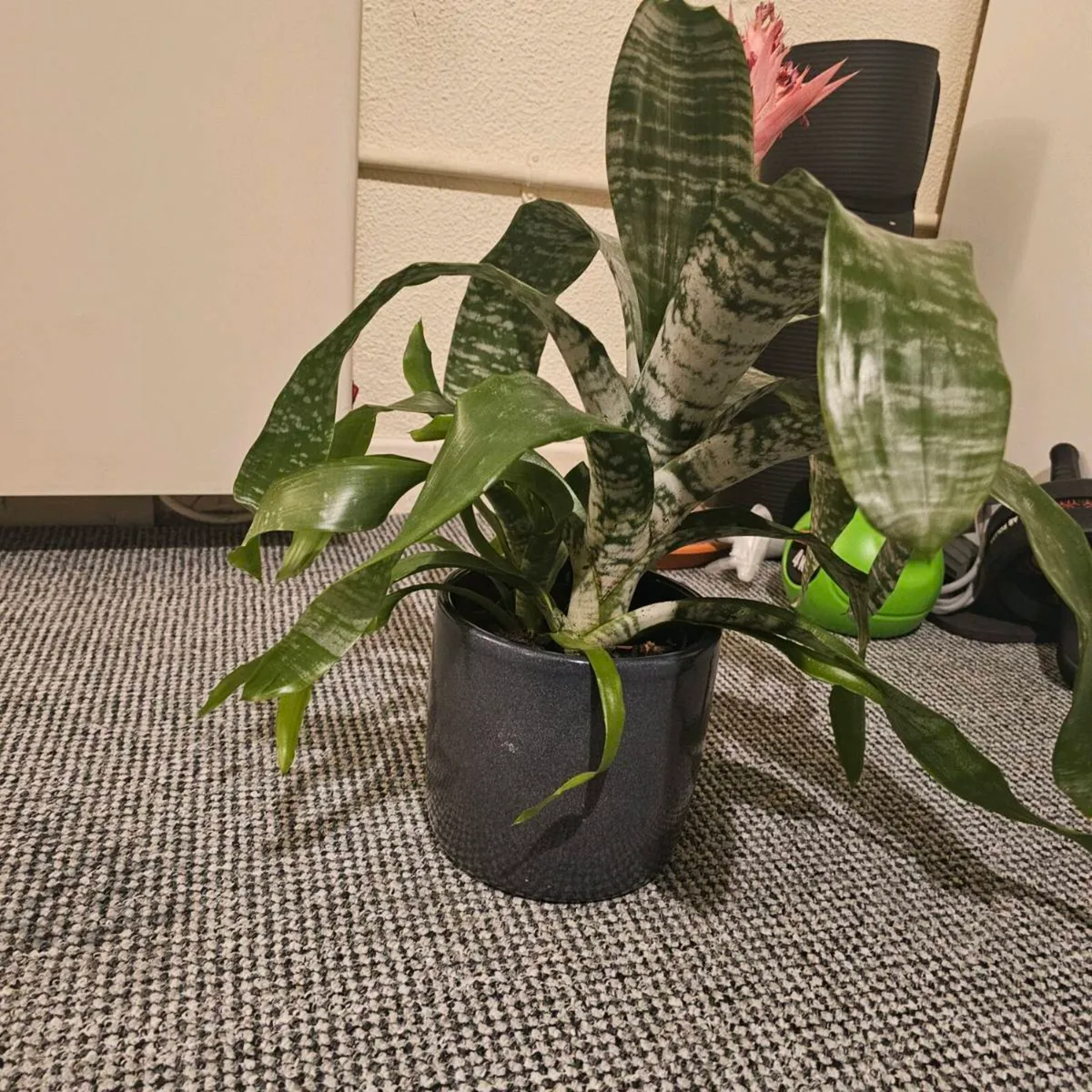 Indoor plant - Image 4