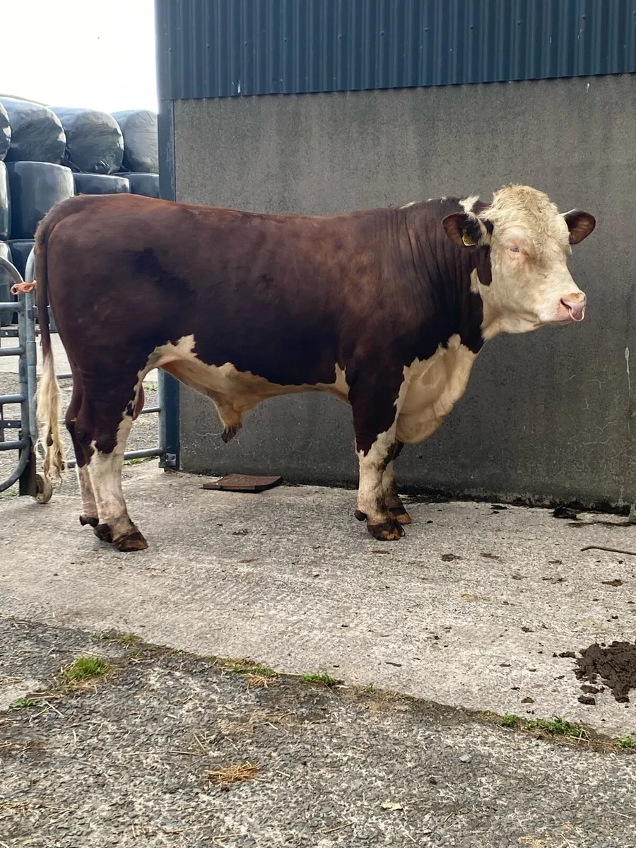 Pedigree Registered Hereford Bull - Image 1