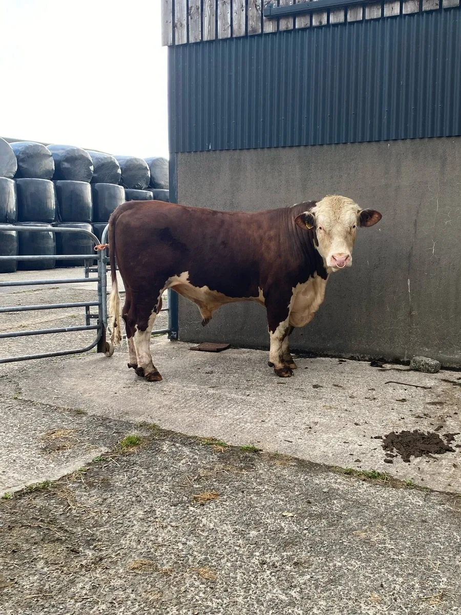 Pedigree Registered Hereford Bull - Image 2