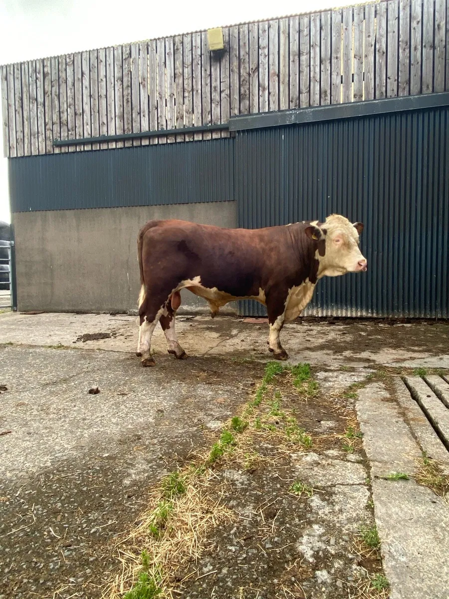 Pedigree Registered Hereford Bull - Image 3