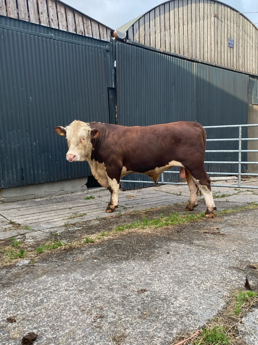 Pedigree Registered Hereford Bull - Image 4