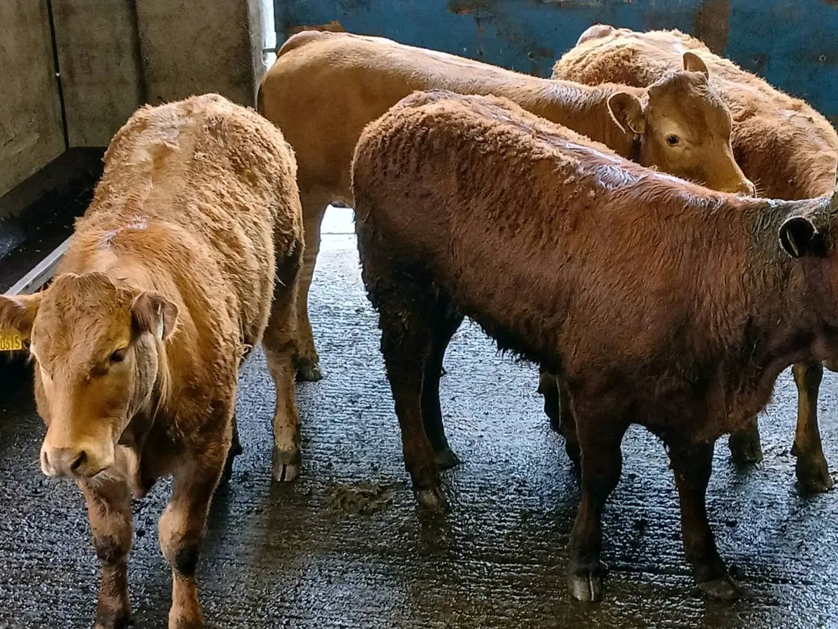 4 Top Quailty U Grade LMX  Heifer's for sale - Image 1
