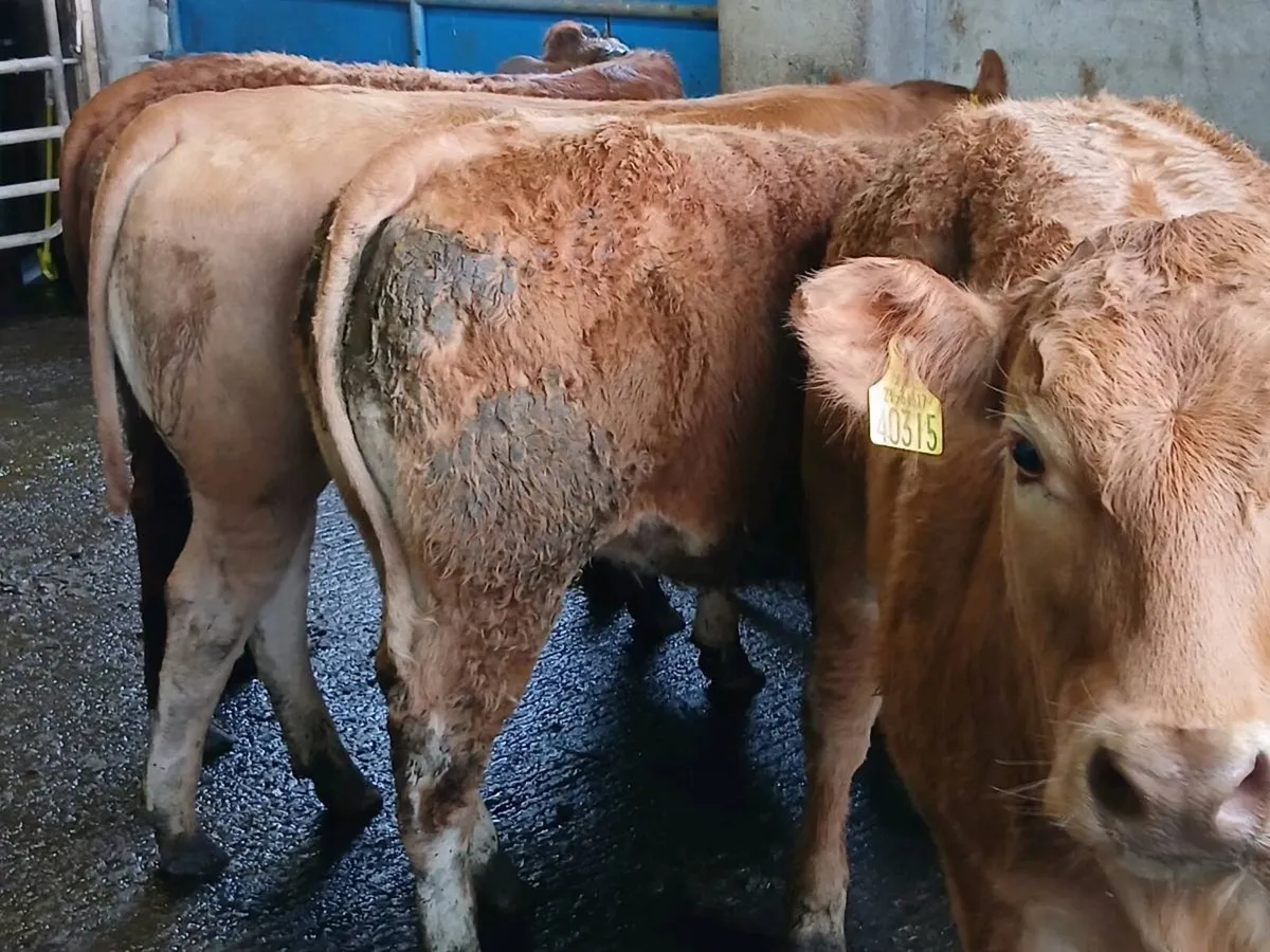 4 Top Quailty U Grade LMX  Heifer's for sale - Image 2