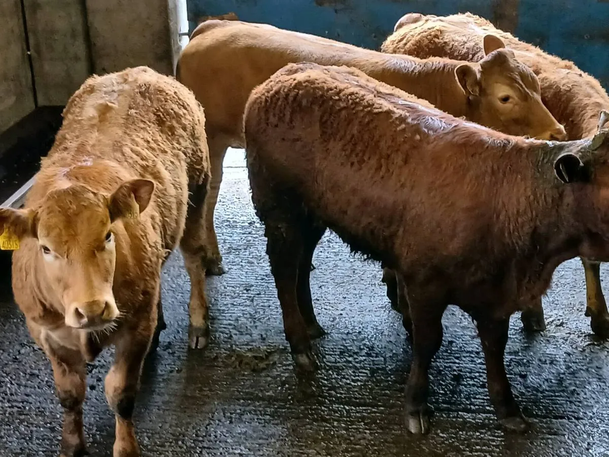 4 Top Quailty U Grade LMX  Heifer's for sale - Image 3