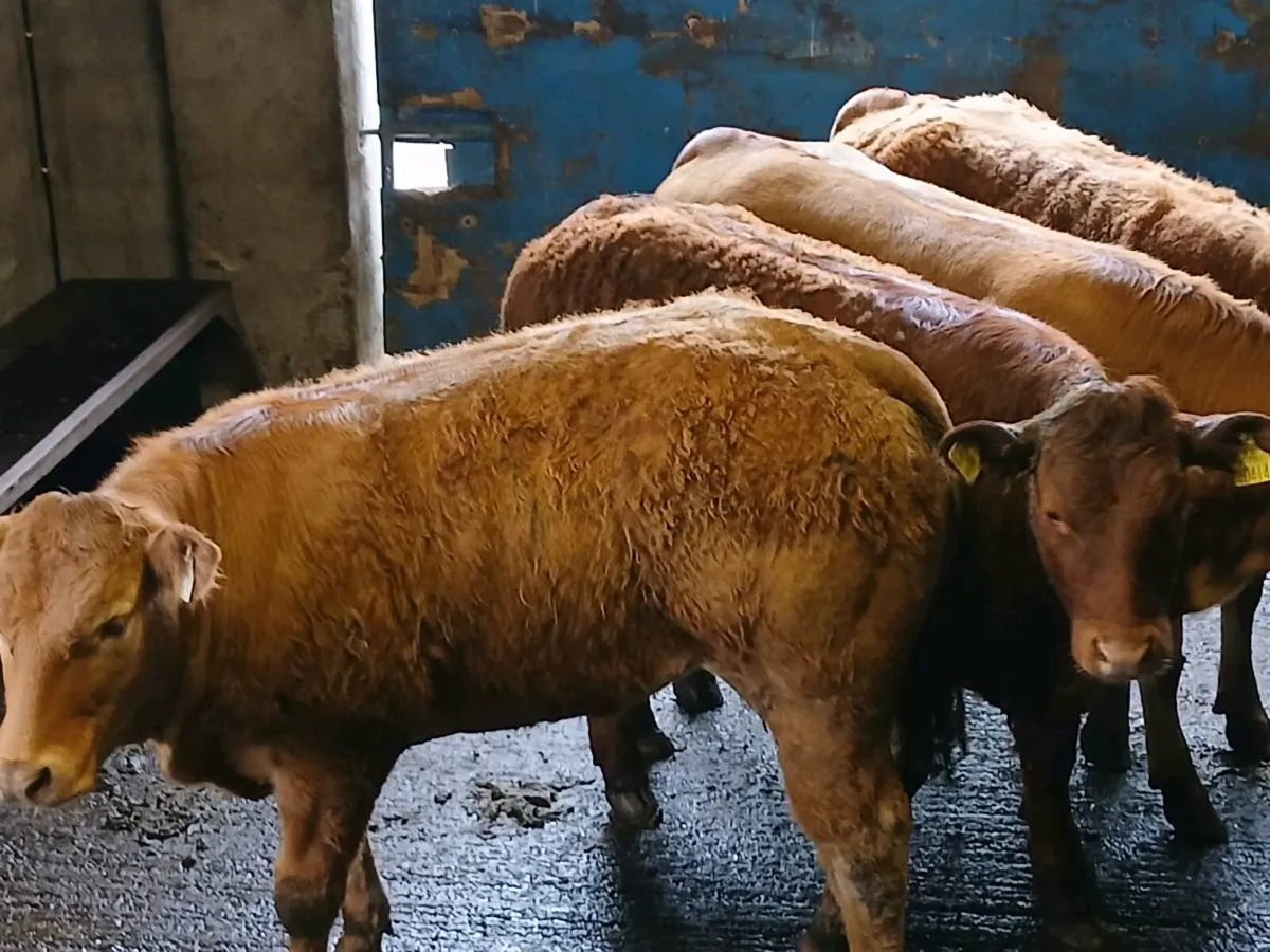 4 Top Quailty U Grade LMX  Heifer's for sale - Image 4