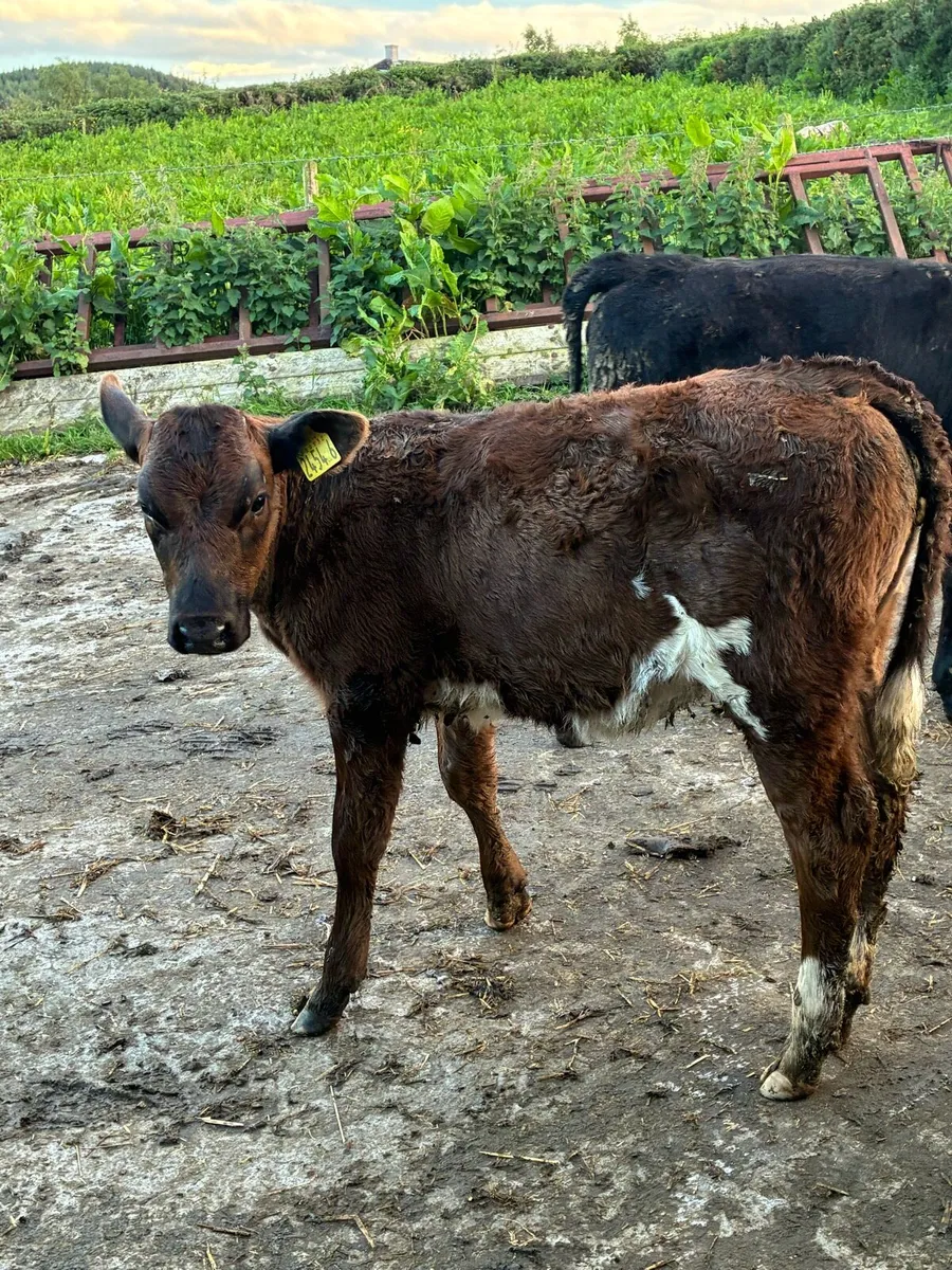 calf - Image 2