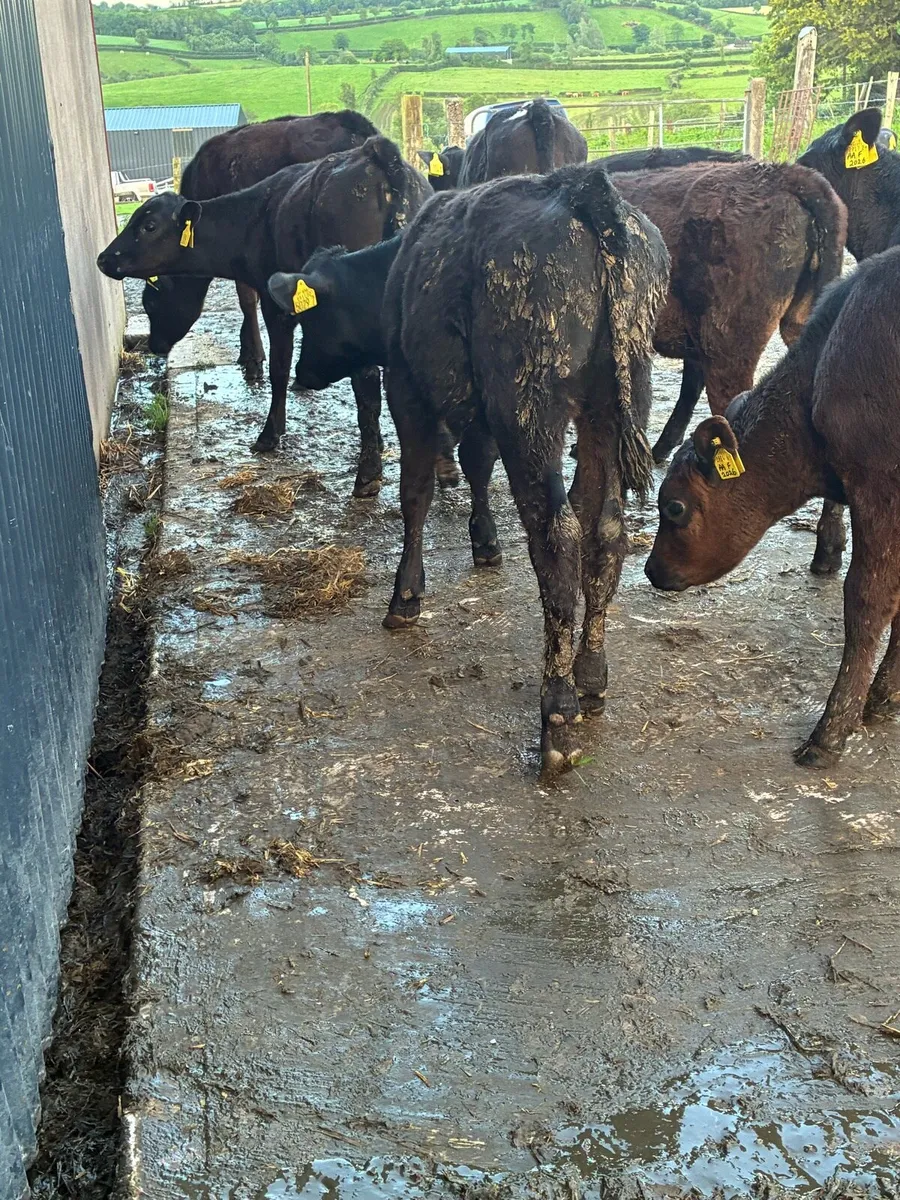 calf - Image 3