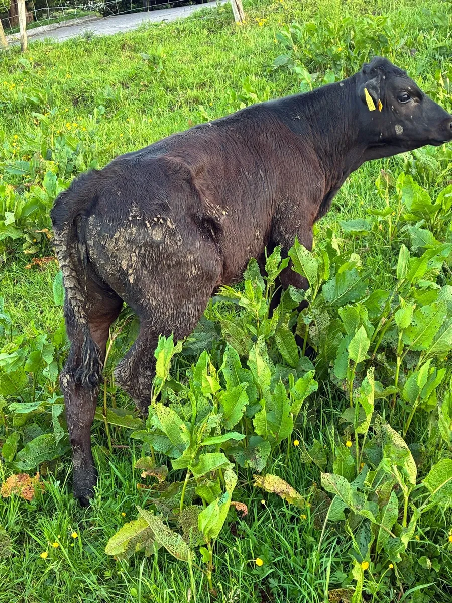 calf - Image 4