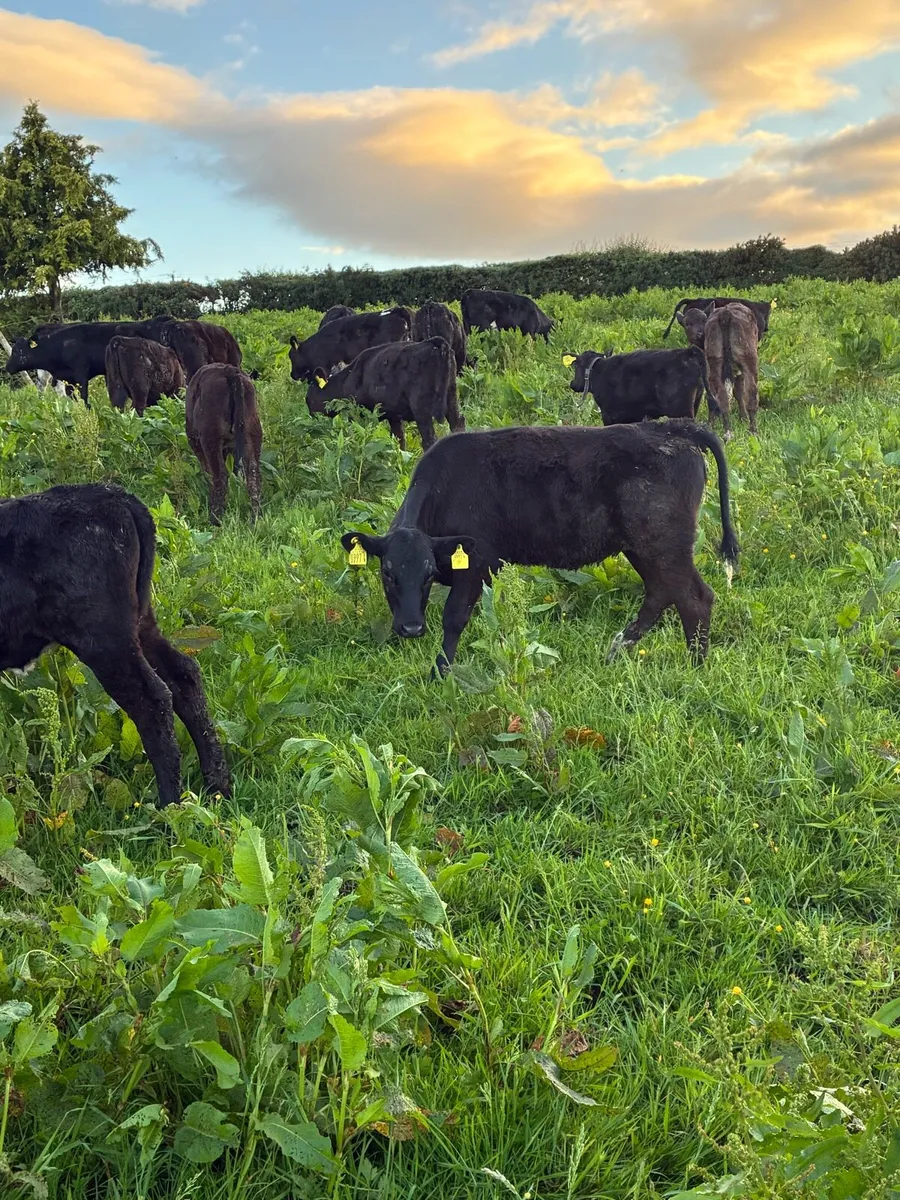 calf - Image 1