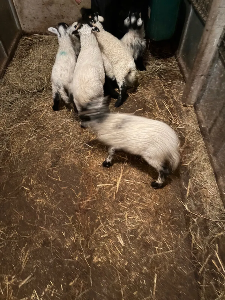 Pet lambs - Image 1