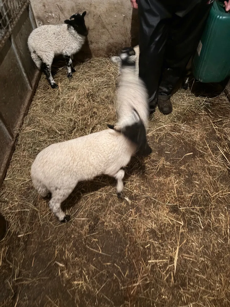 Pet lambs - Image 2