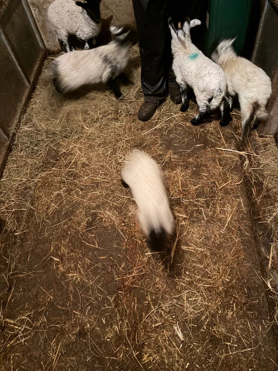 Pet lambs - Image 3