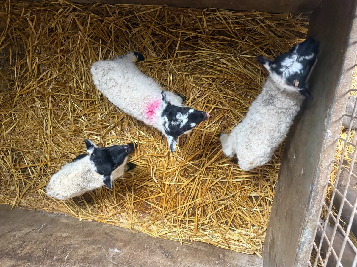 Pet lambs - Image 4