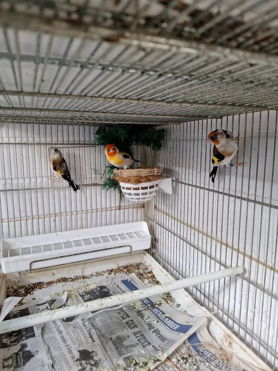 Birds (on hold till thursday) - Image 1