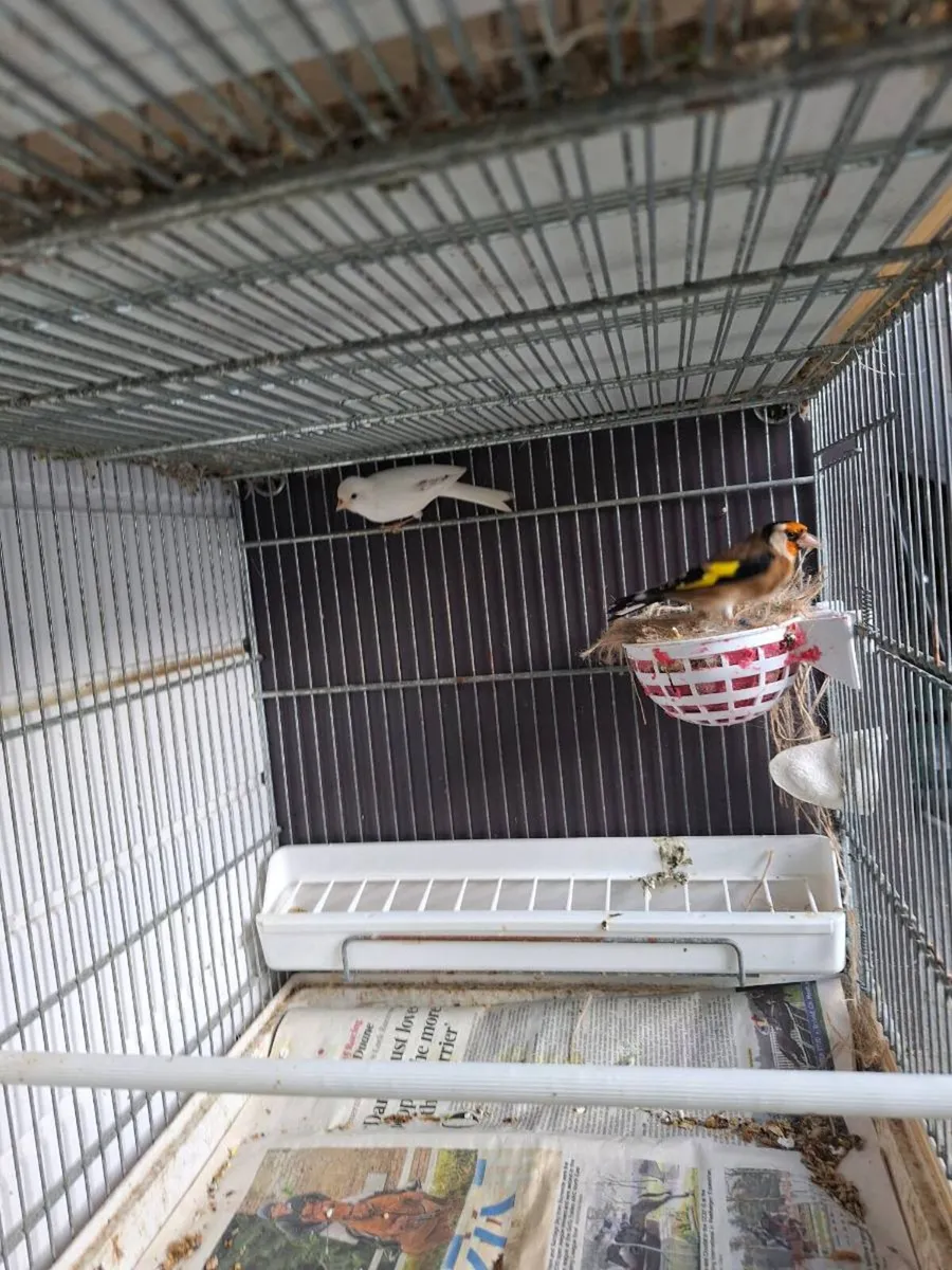 Birds (on hold till thursday) - Image 3