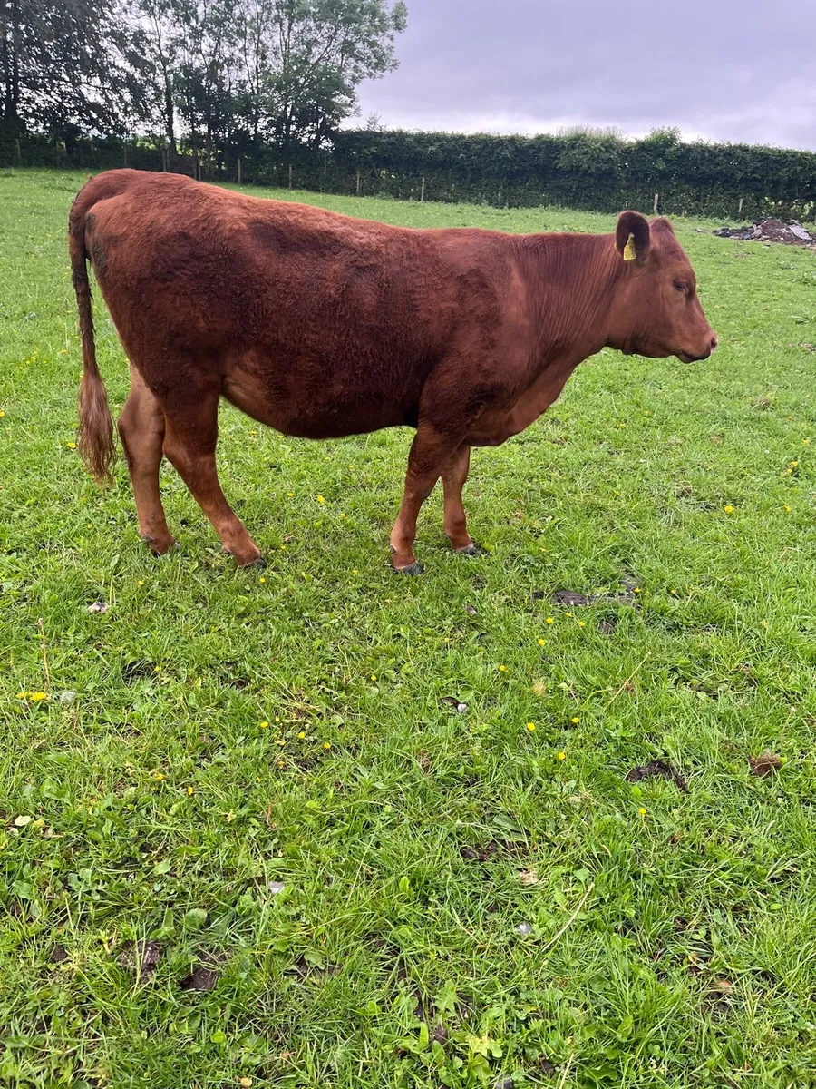 Purebred red Angus - Image 1