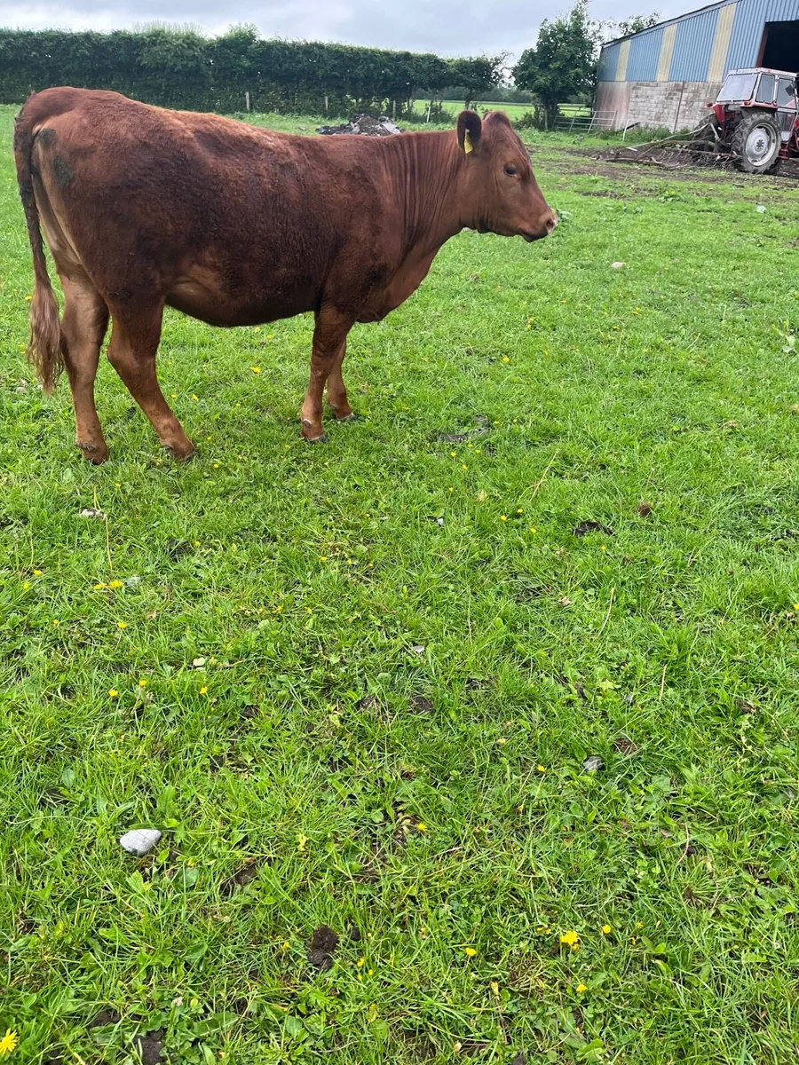 Purebred red Angus - Image 2