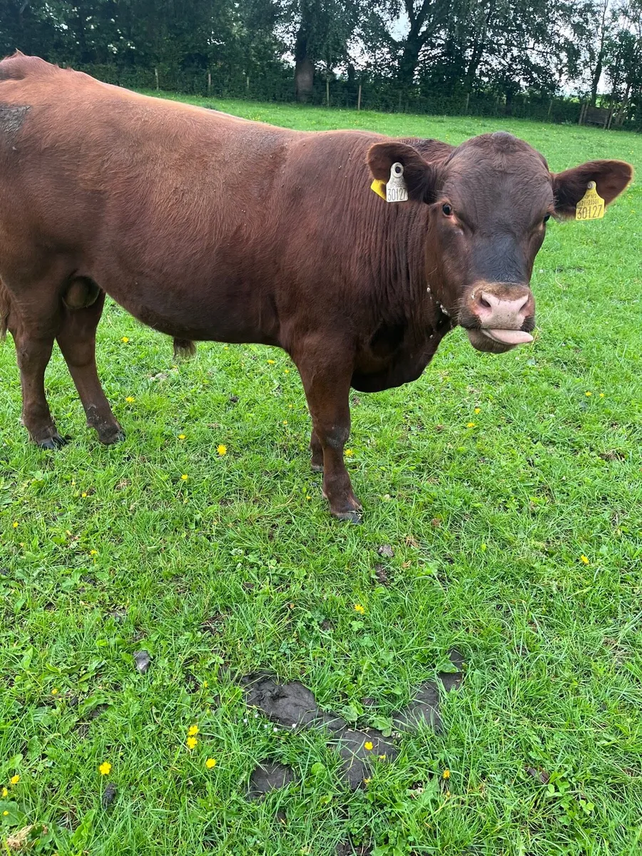 Purebred red Angus - Image 4