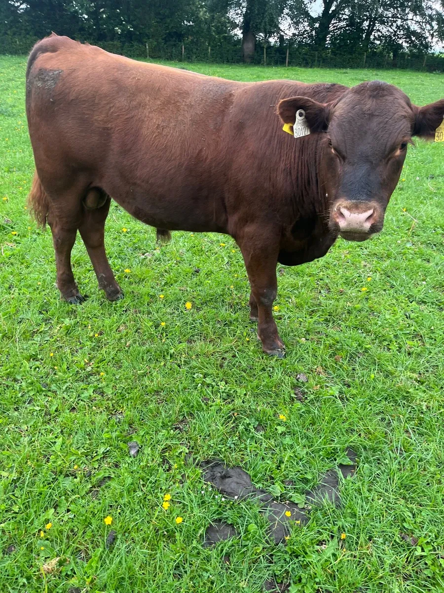 Purebred red Angus - Image 3