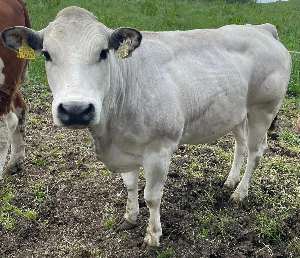 4 Organic Heifers - Image 2