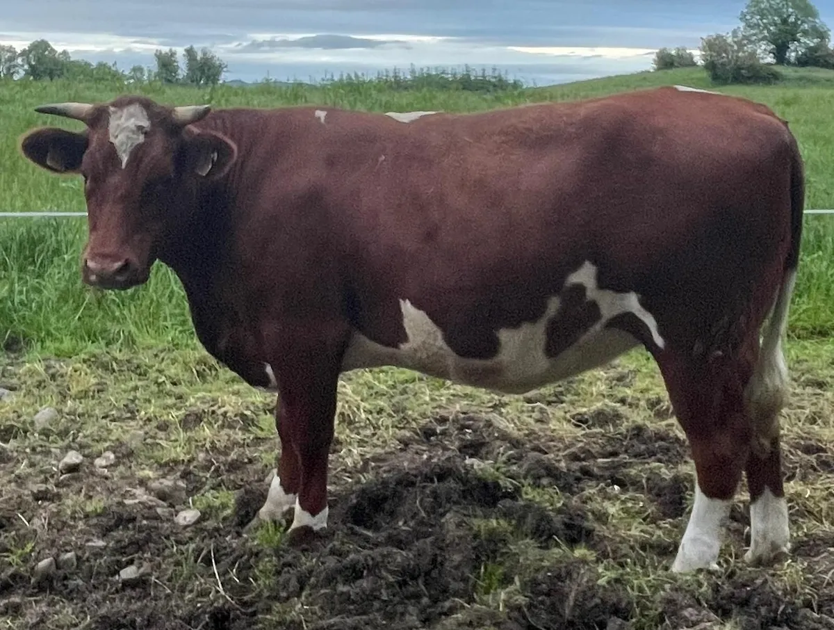 4 Organic Heifers - Image 3