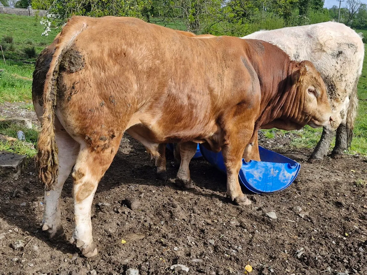 Limousin Bull for sale - Image 1