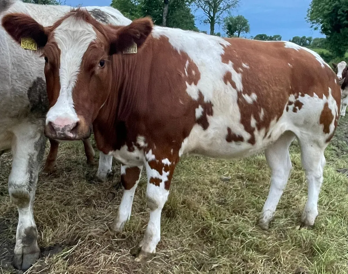 4 Organic Heifers - Image 1