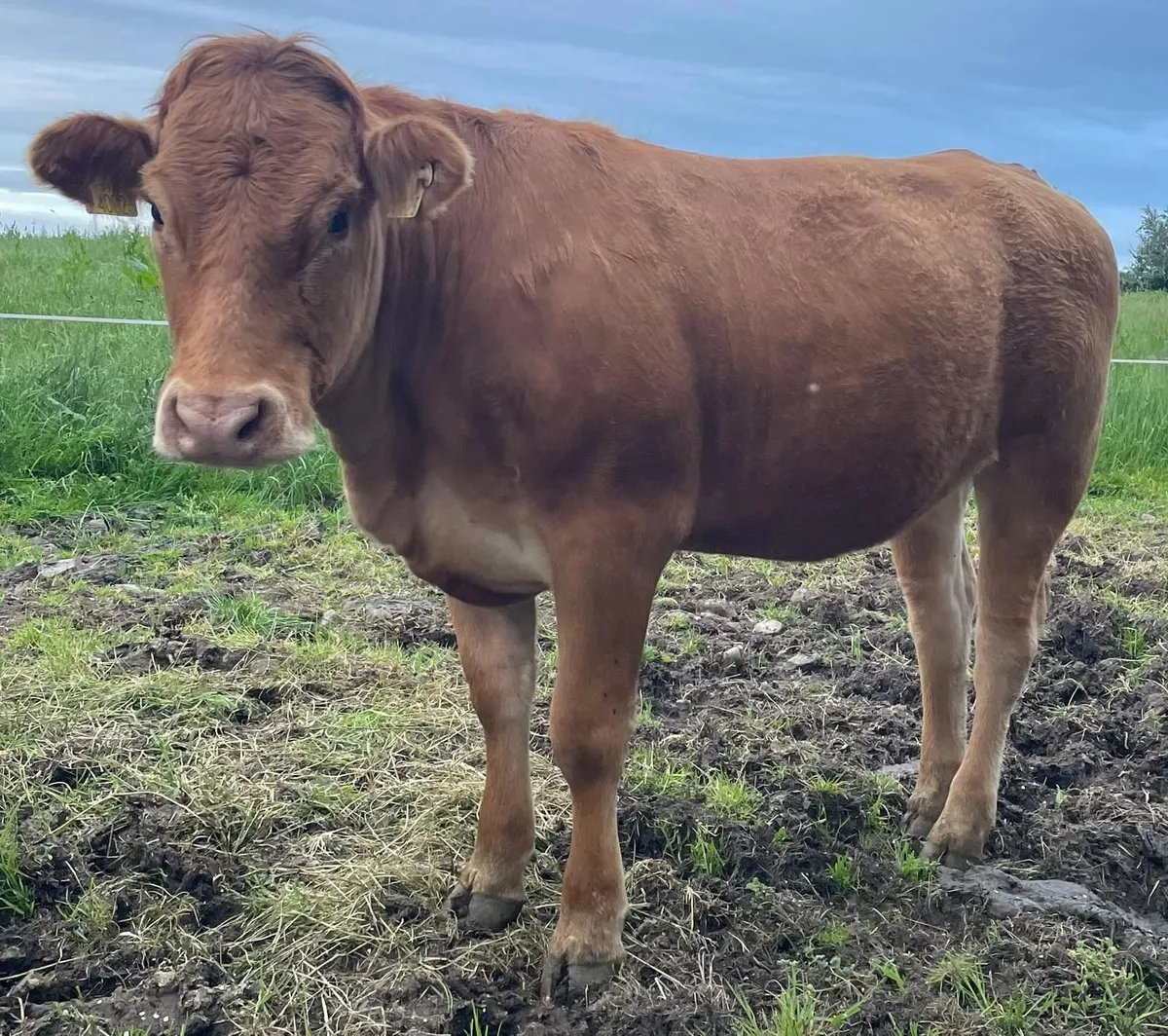 4 Organic Heifers - Image 4