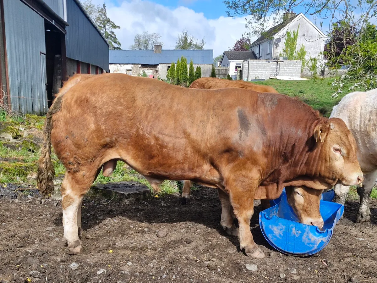 Limousin Bull for sale - Image 2