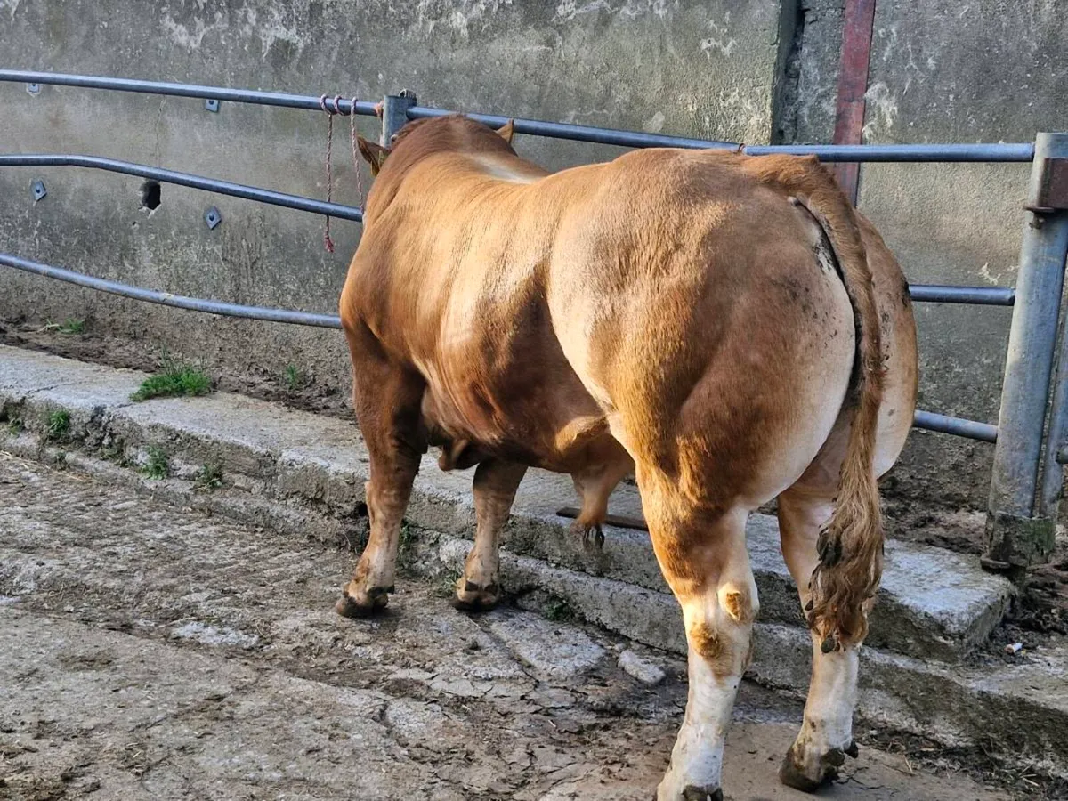 Limousin Bull for sale - Image 3
