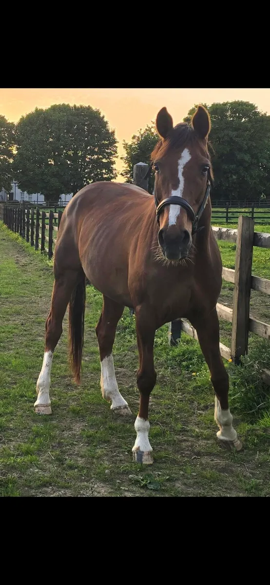 Brood mare by Lancelot - Image 2