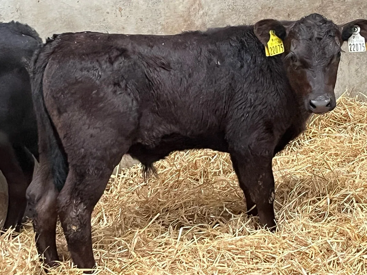 Super Strong Angus Bull Calves - Image 1