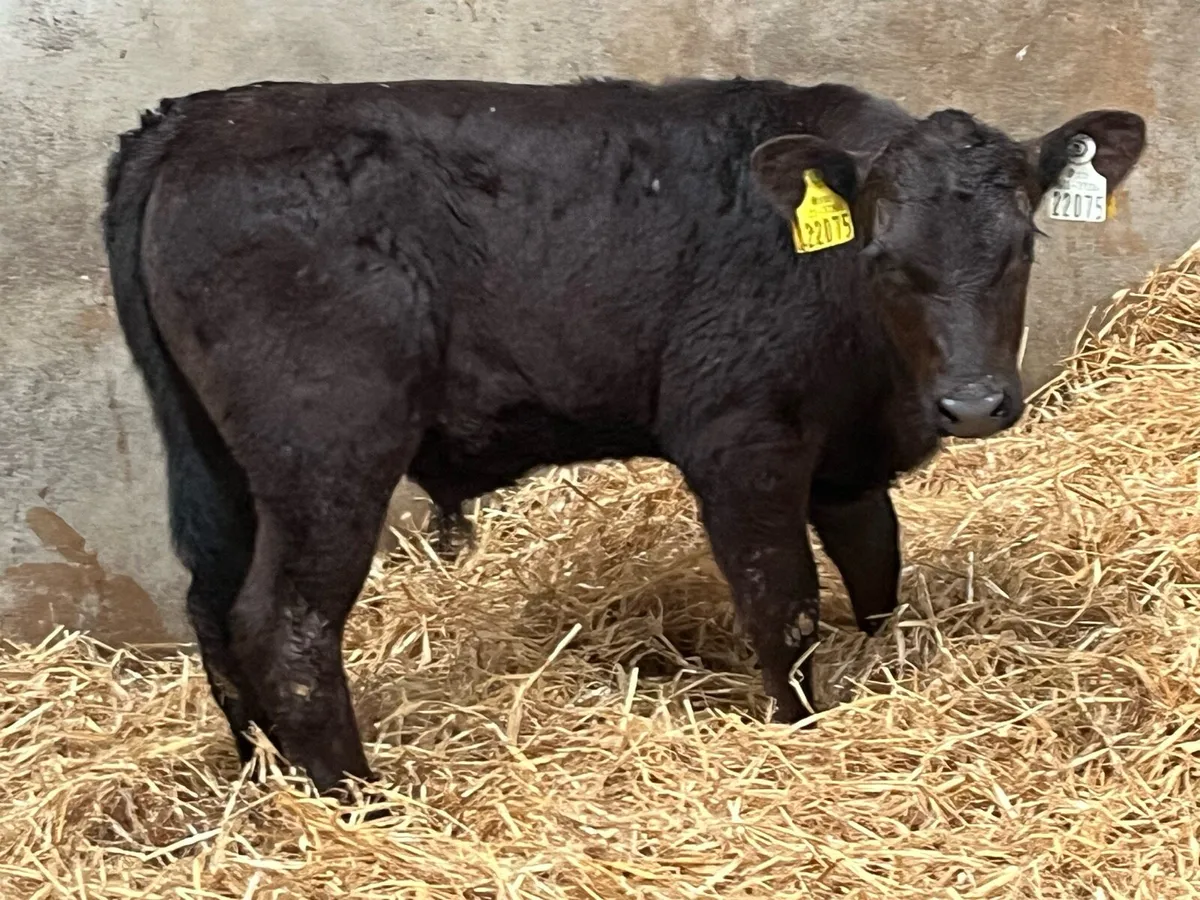 Super Strong Angus Bull Calves - Image 3