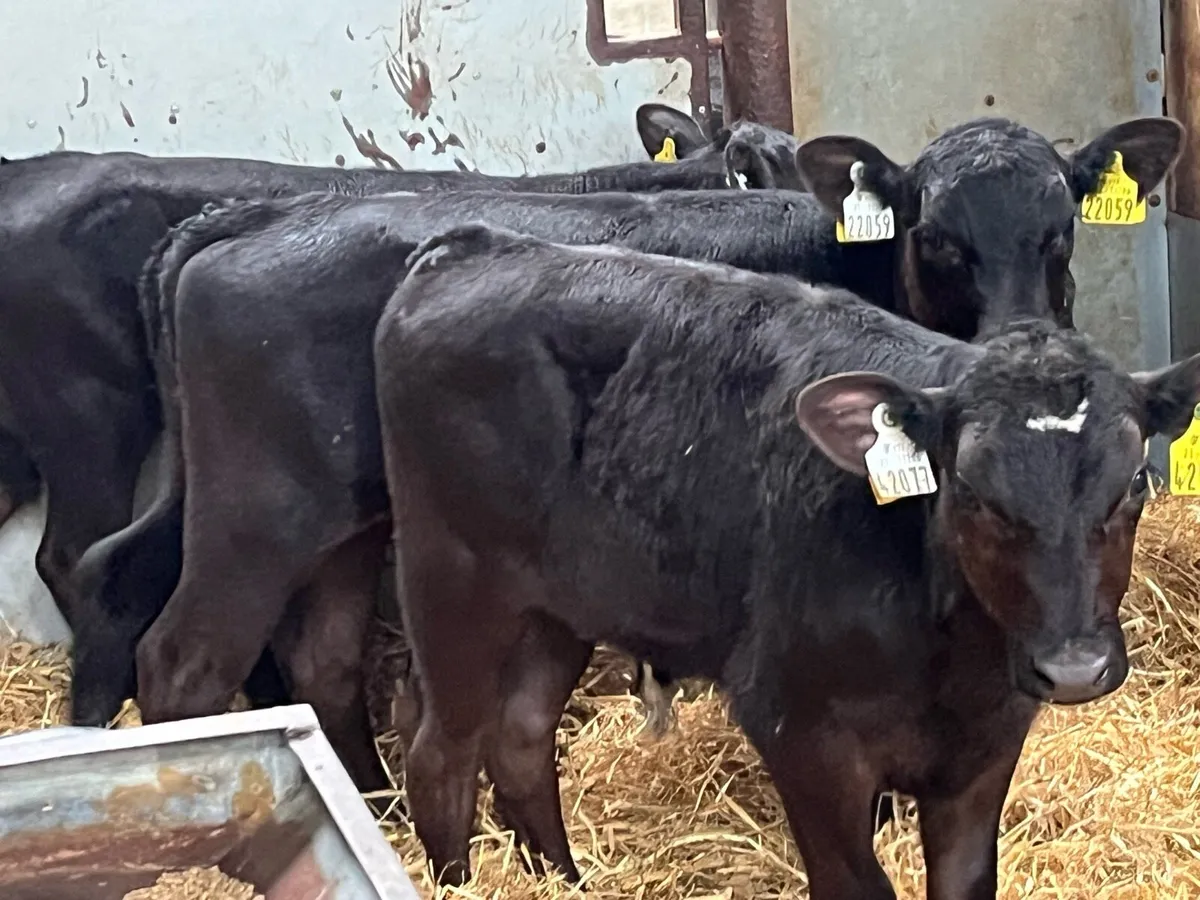 Super Strong Angus Bull Calves - Image 2
