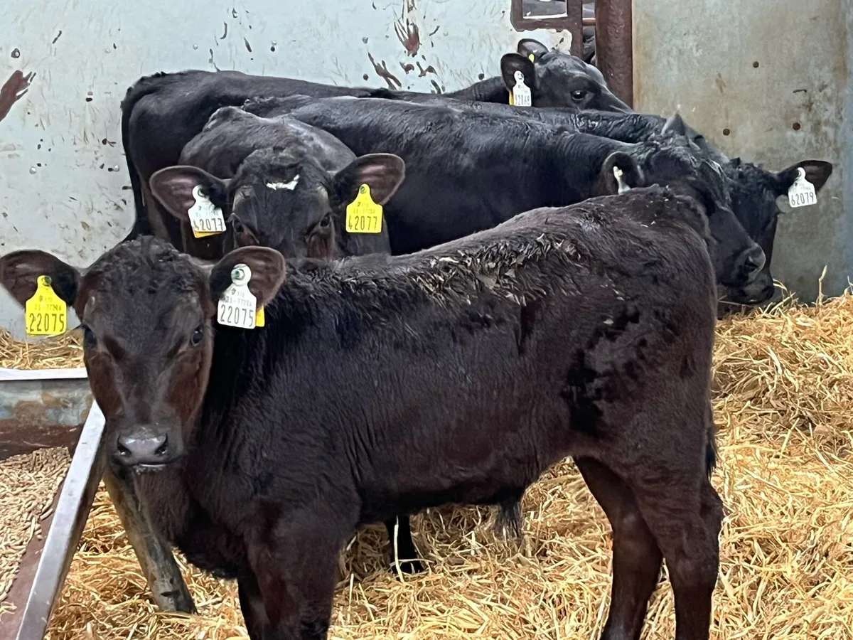 Super Strong Angus Bull Calves - Image 4