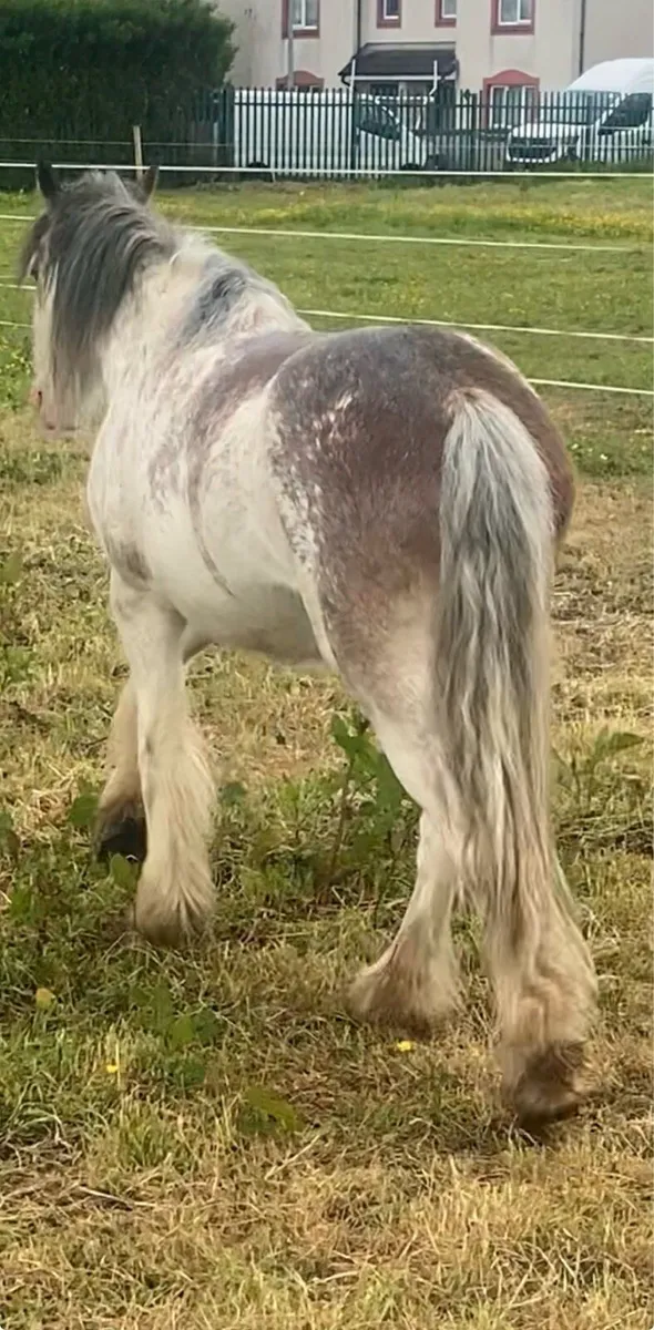 STRAWBERRY ROAN  €950 087 3278876 - Image 1