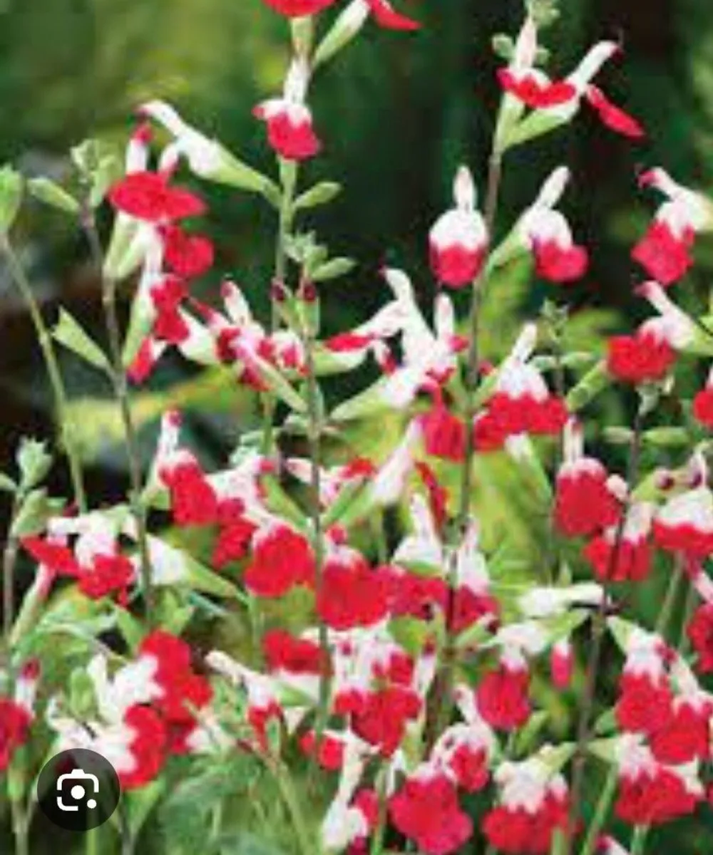 Garden plants Lily, hot lips Lavataria - Image 1