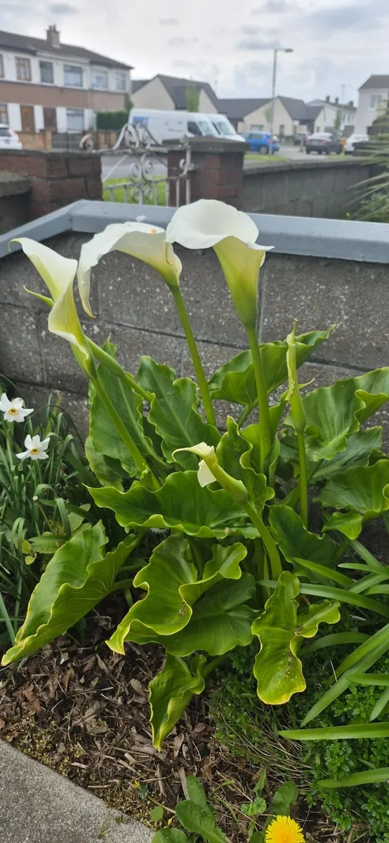 Garden plants Lily, hot lips Lavataria - Image 3
