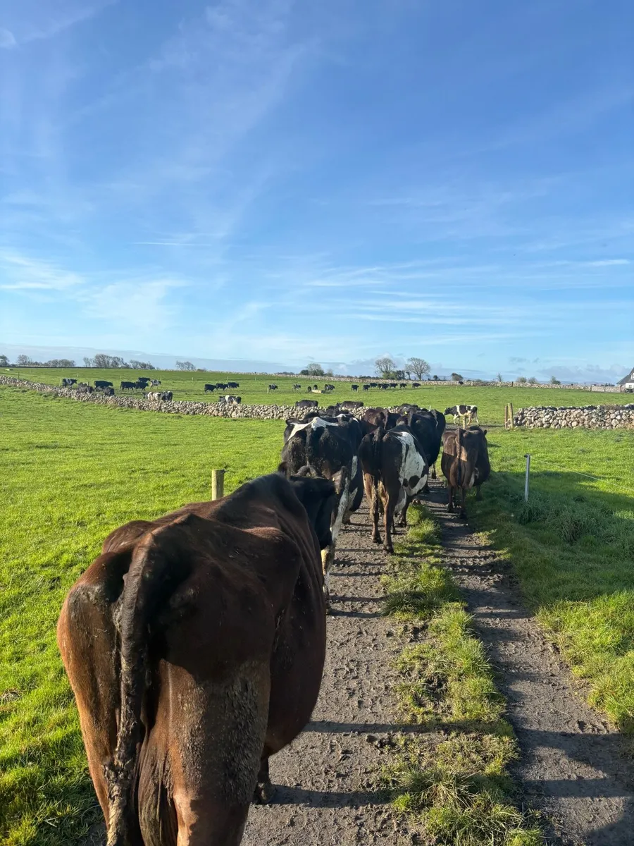First time Calvers