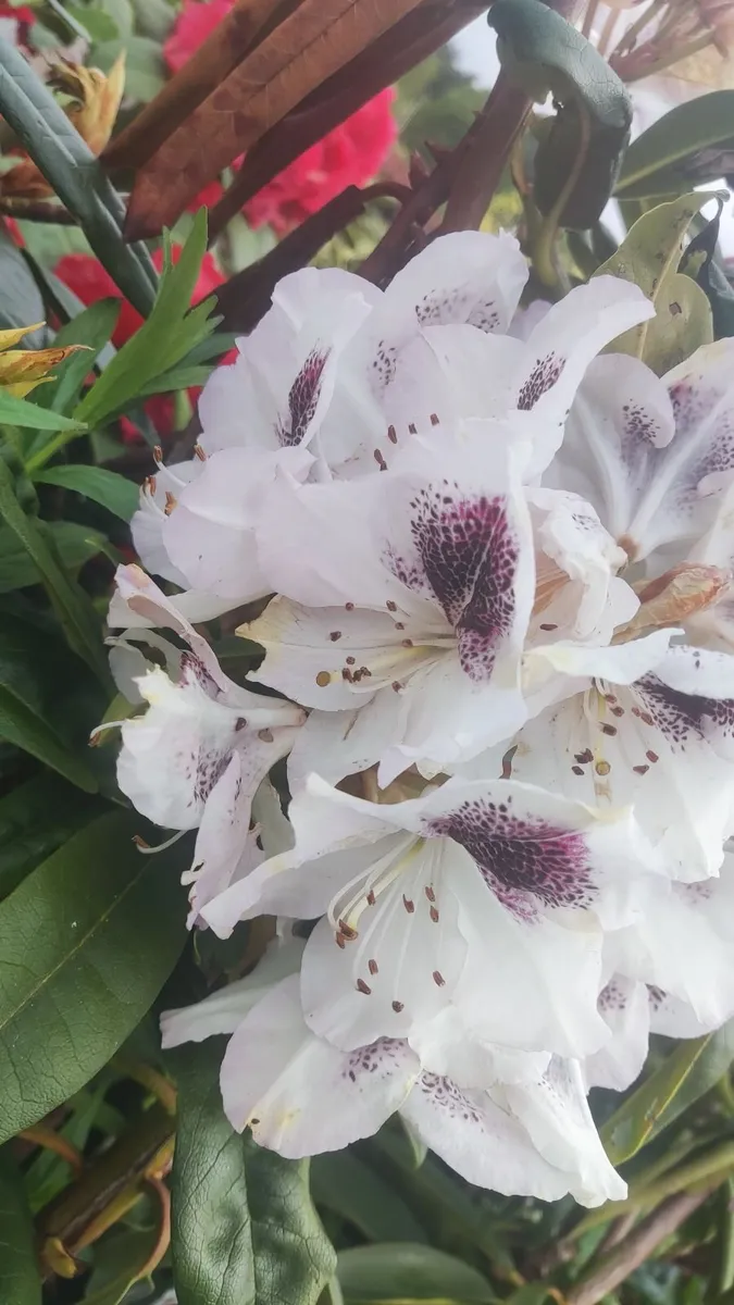 Cordyline trees 3/4ft  just 45 euro - Image 3