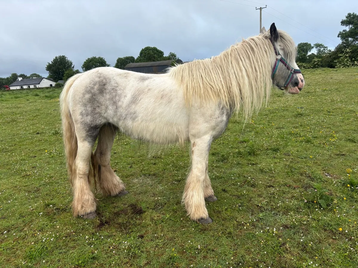 Pony - Image 1