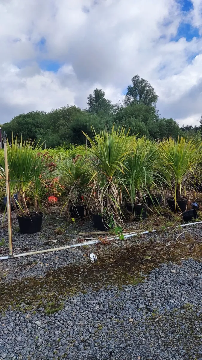 Cordyline trees 3/4ft  just 45 euro - Image 1