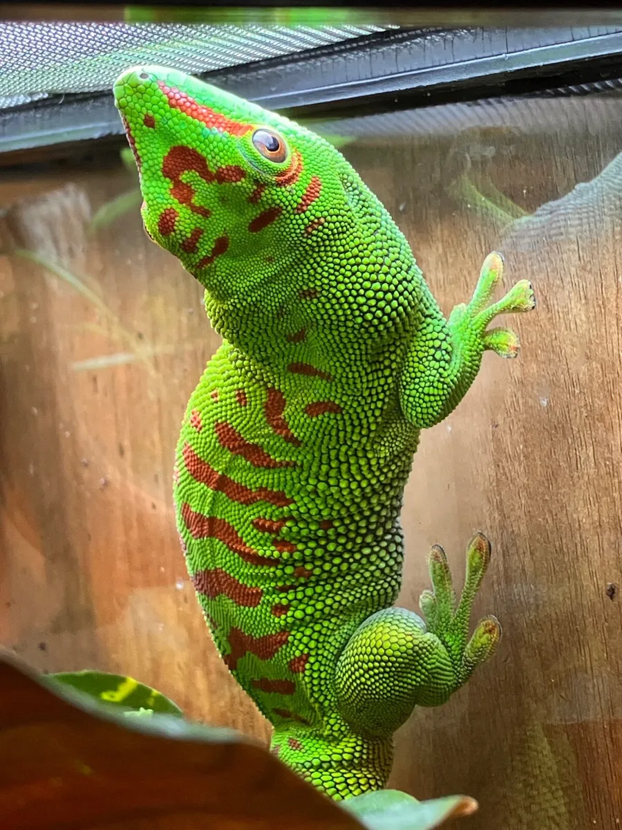Madagascan Giant Day Gecko pair - Image 4