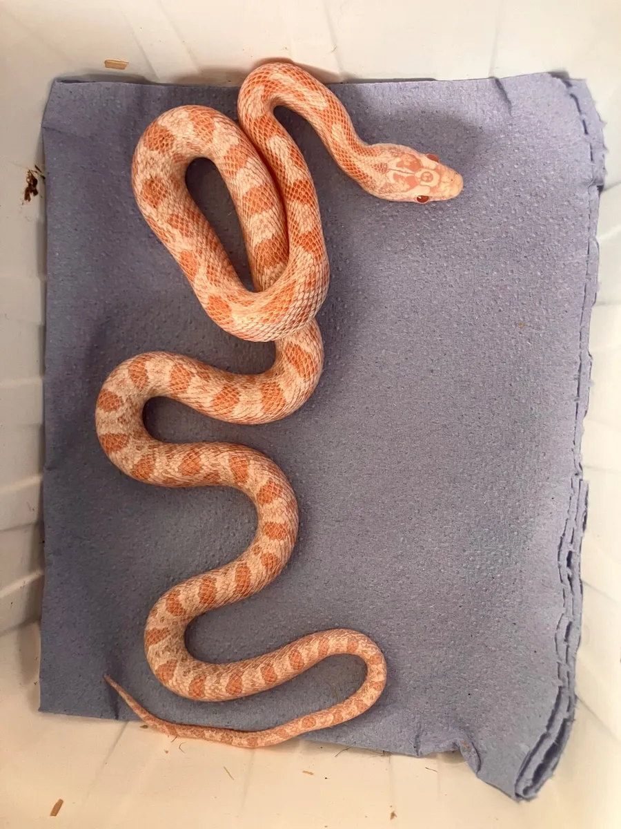 Snow  Corn baby CB26 - Image 2