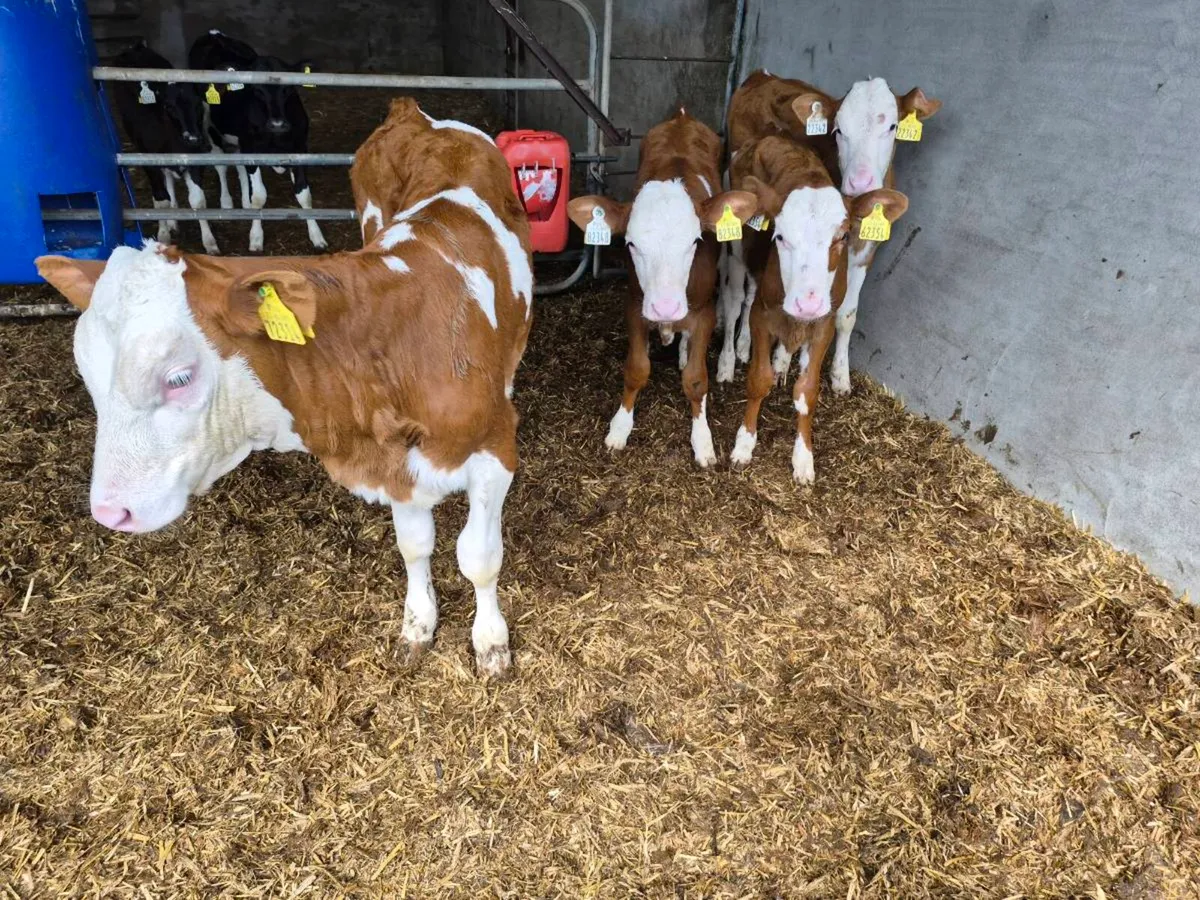 Montbeliarde heifer Calves - Image 3