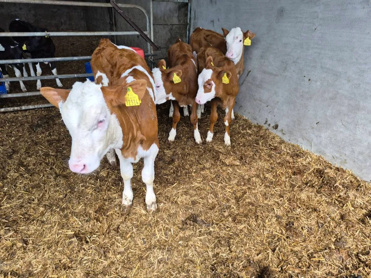 Montbeliarde heifer Calves - Image 4