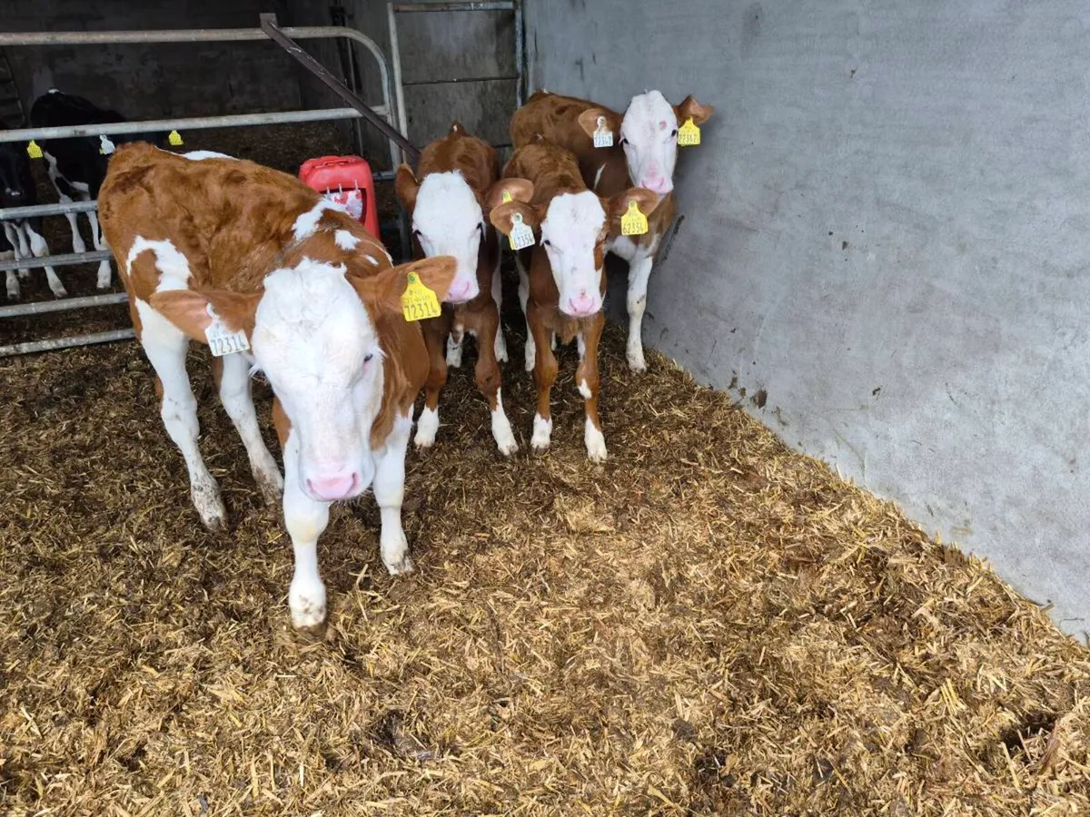 Montbeliarde heifer Calves - Image 1