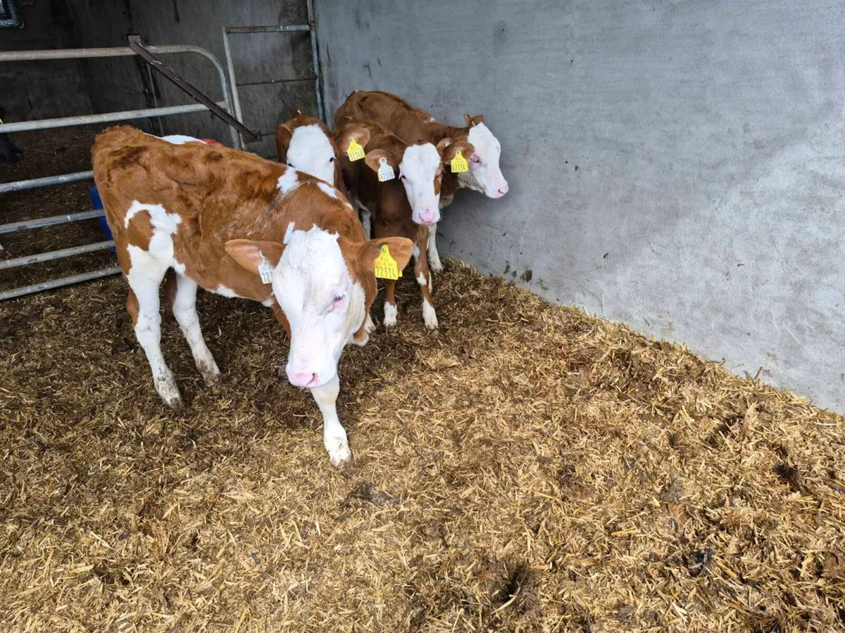Montbeliarde heifer Calves - Image 2