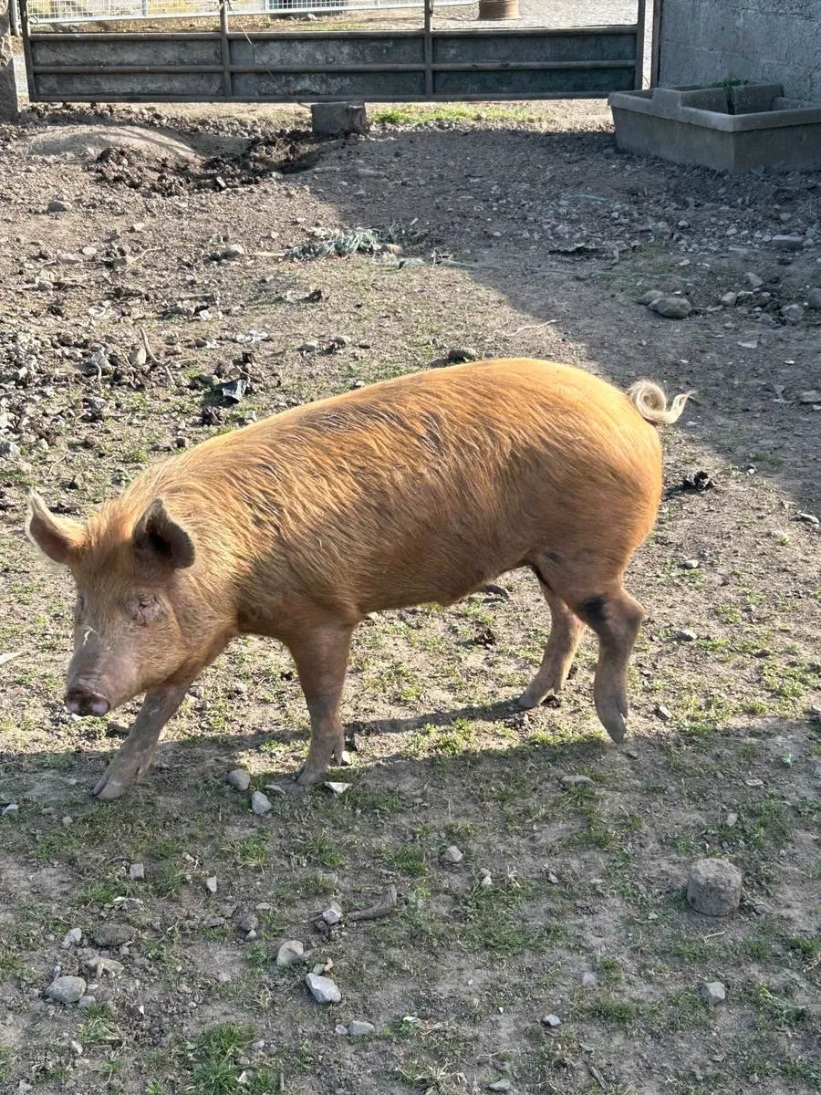 Store Pig - Male - Image 1